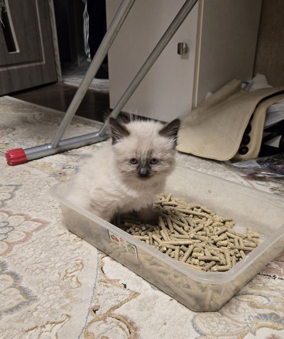 Продаются сиамские котята