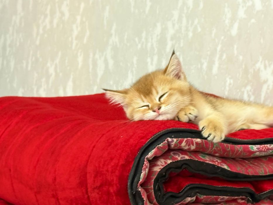 Кошки, Шиншилла золотистая