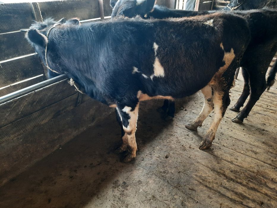 Бұқалар сатылады