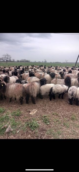 Oi de vanzare oi românești