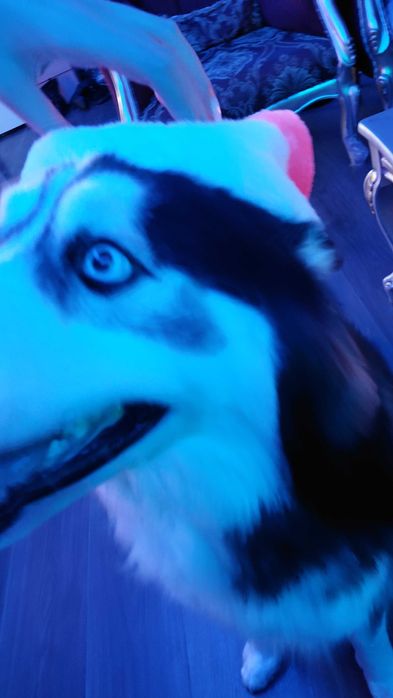 Сибирска хъска ...