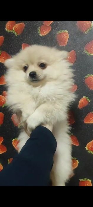 Померанский шпиц срочно