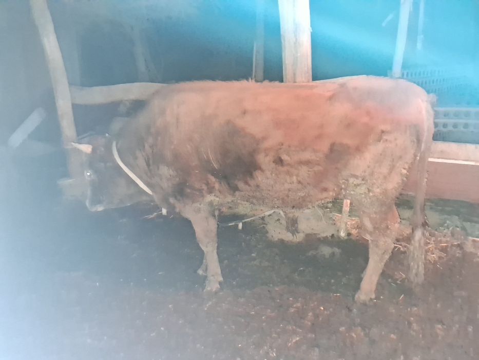 Buqa sotiladi 27 milyon