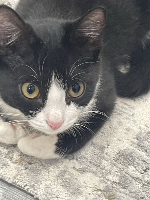 СРОЧНО отдаем кошку