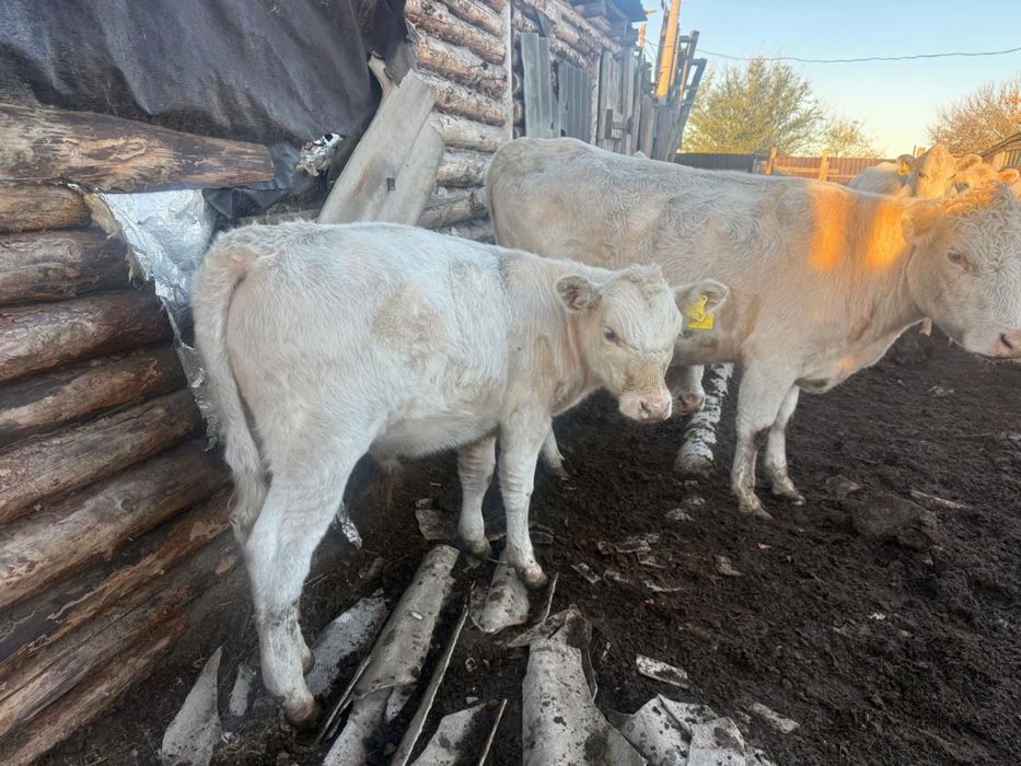 Продам бычков Аулиекольской породы