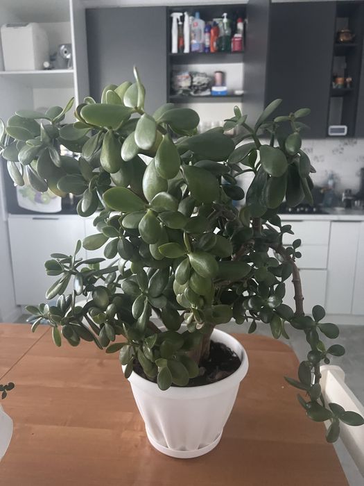 Цветы комнатные большие