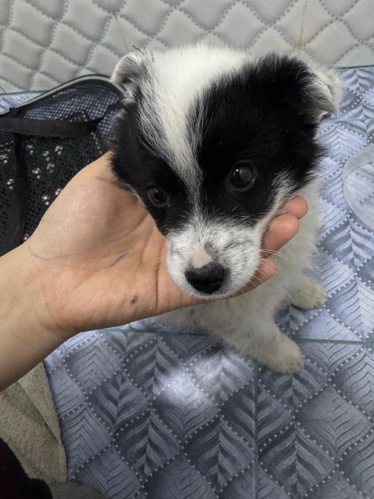 продается щенок,Помесь шпица