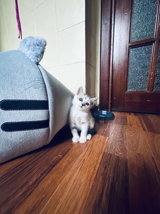 Отдадим милого нежного игривого катенка.