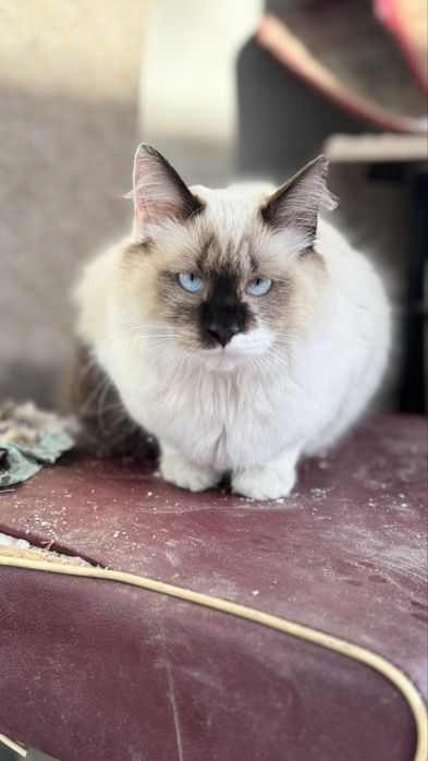 Продам молодого кота