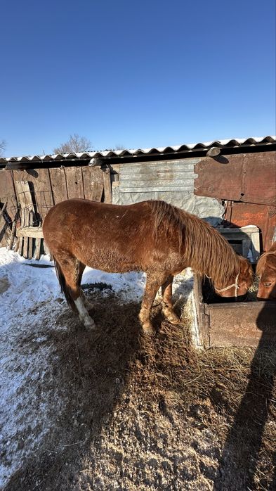 Айғыр,Ат сатылады
