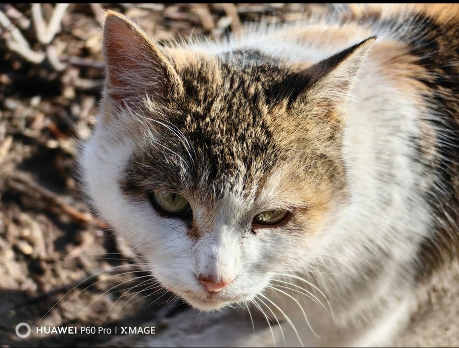 Huawei p60 pro (8/256) White