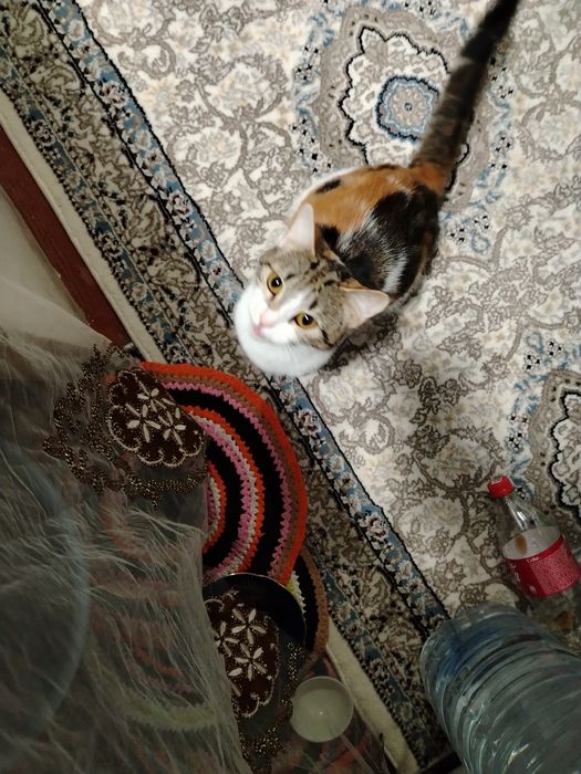 Damashni mushik berladi