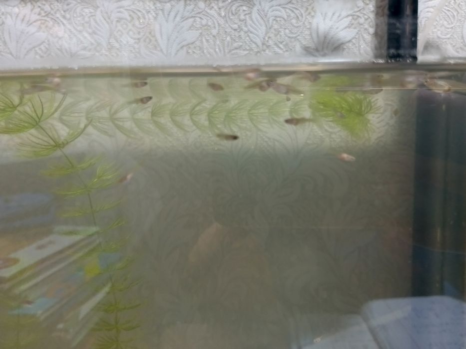 Продам мальков гуппи