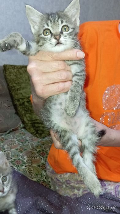 Отдам котенка в добрые руки