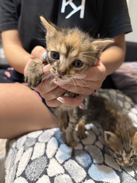 Подарявам котенца