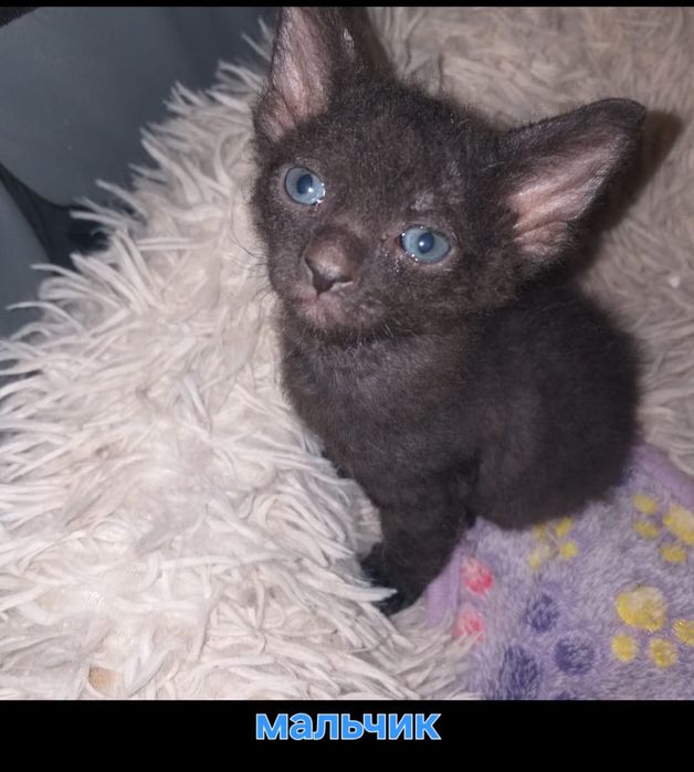 Бронь канадских котят. Им 1 мес.