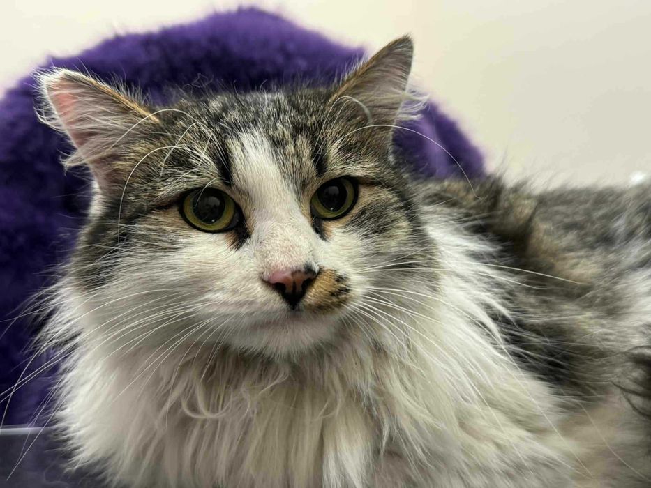 Коте Шишо търси дом