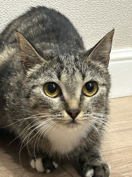 Отдам в добрые руки