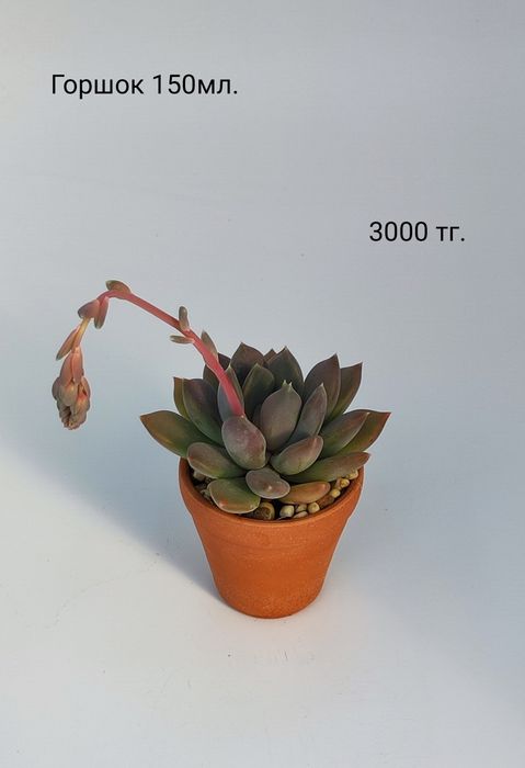 Композиции из суккулентов