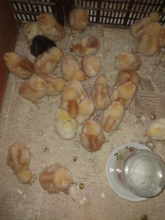 Тендир бройлер жужалари