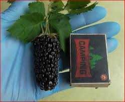 Лучшие Сортовые Саженцы Ежевики Без Шипов