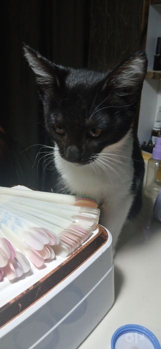 Котёнок в хорошие руки
