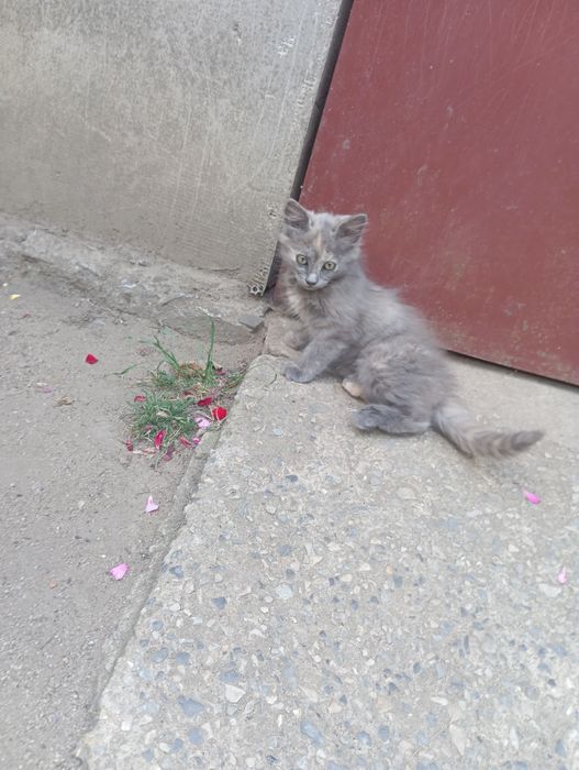 Малки котета момиче и момче