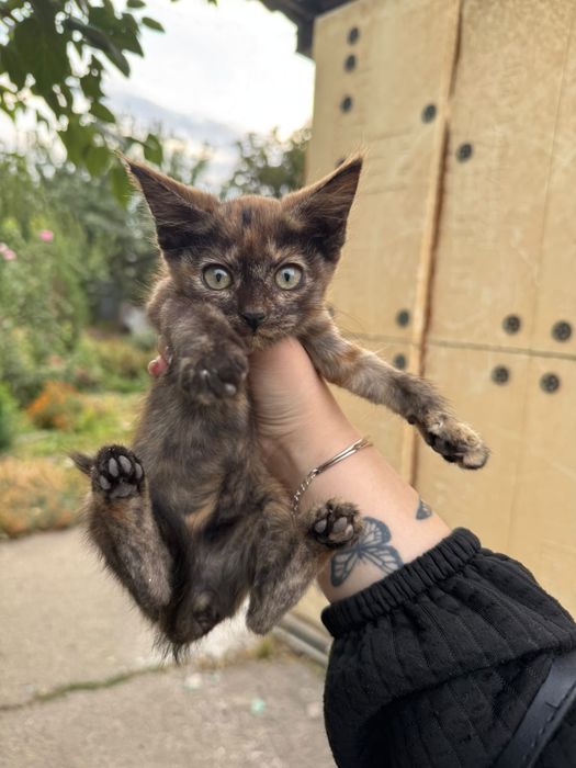 Отдам котенка девочку