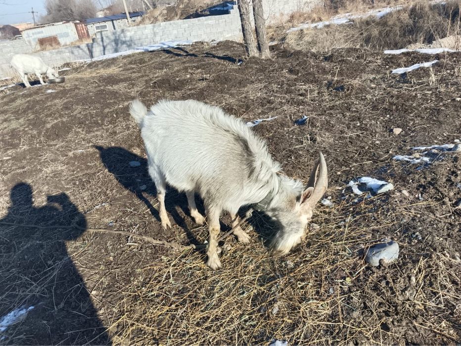 Продается козел живой