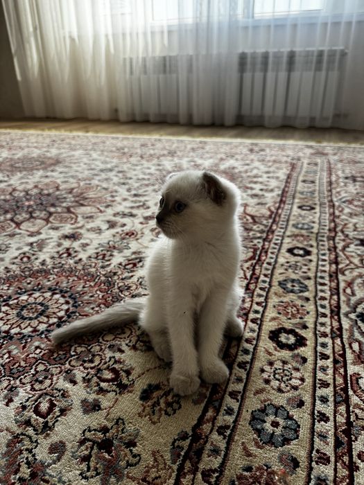 Котенок маргау кошка