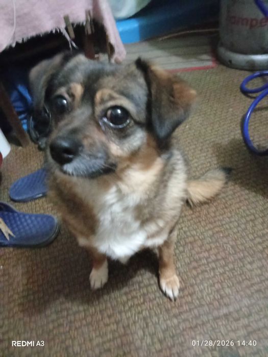 Dăruiesc câine Vizigothic Spitz