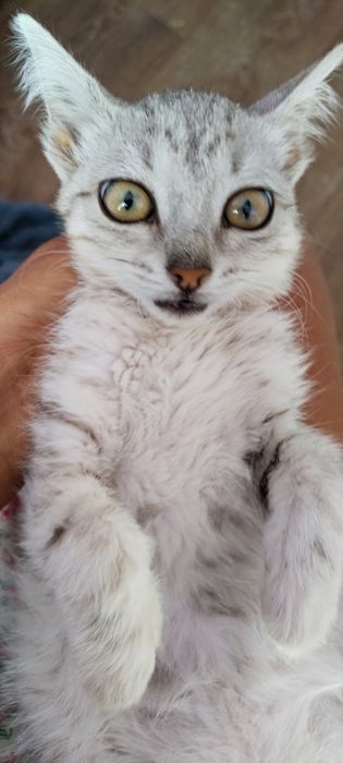 Котёнок котенок в частный дом