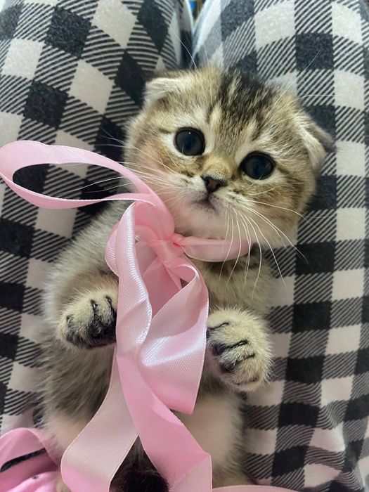 Продаю скоттиш страйт и фолд шиншилу