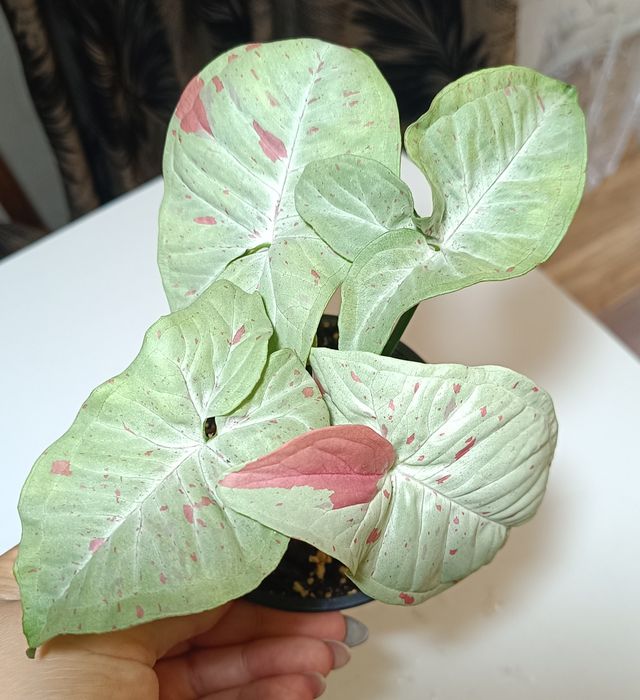 Сингониумы разных сортов.