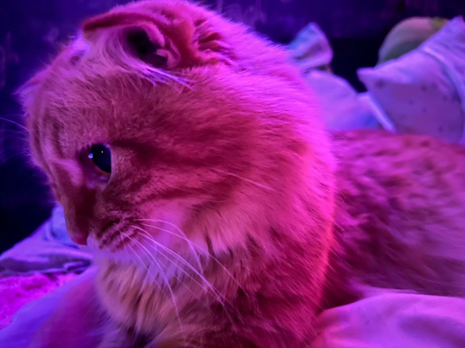 Котик в хорошие руки