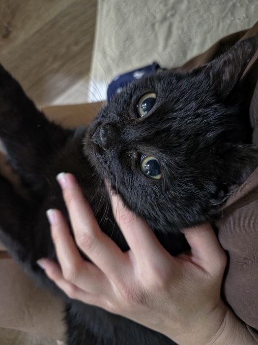 Очаровательный Тёма ищет дом!