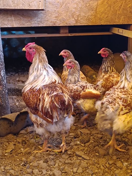 Продам молодое племенное поголовье Виандот белое золото