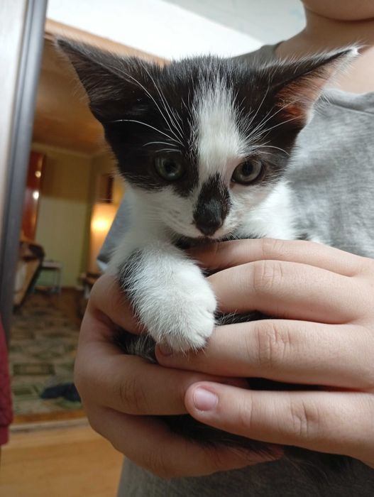 Отдам котят в самые добрые руки