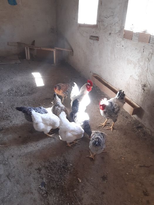 Россия зотдор товук тухумлари