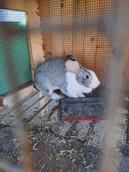 Продавам зайци за разплод