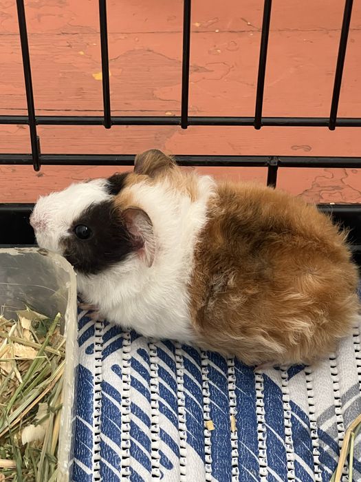 Морская свинка девочка