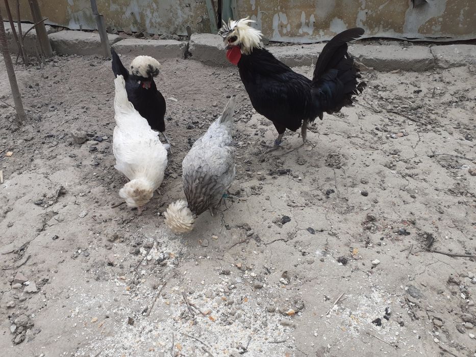 Vând cocoși Paduane