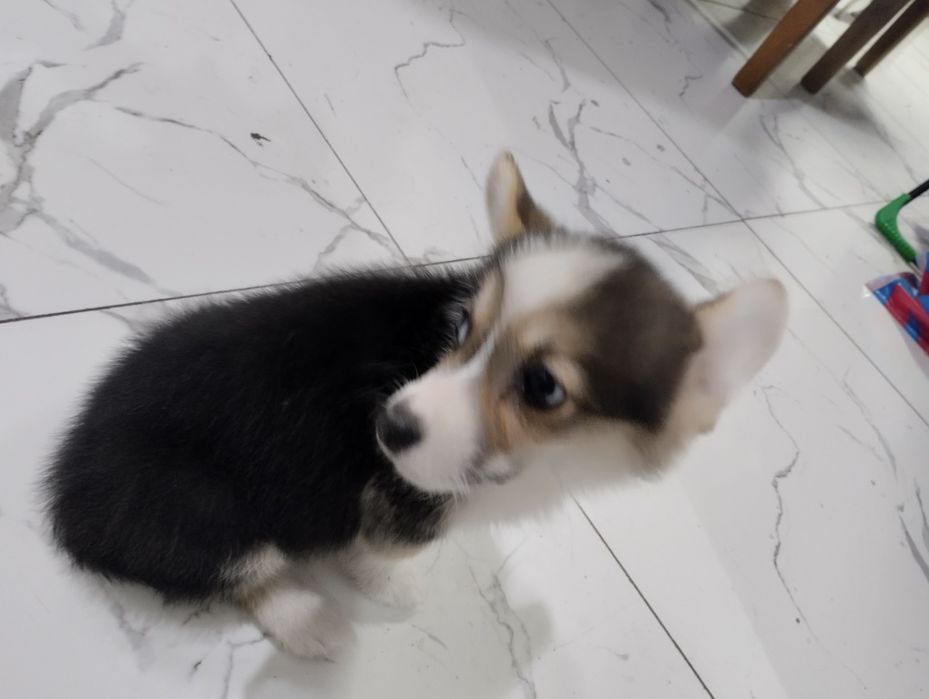 Щенок вельш корги