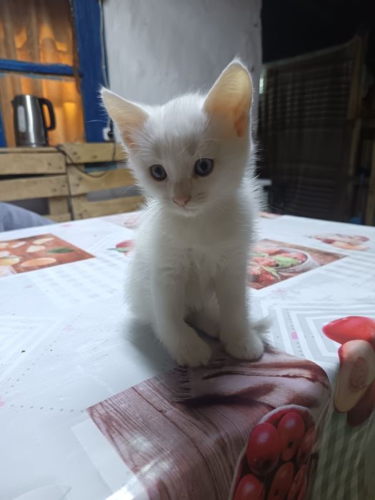 Котята в добрые ручки. 3 котенка
