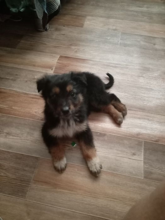 Щенок бесплатно .