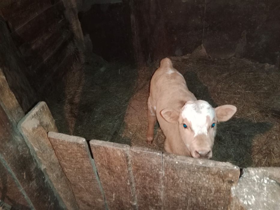 Продам теленка бычок