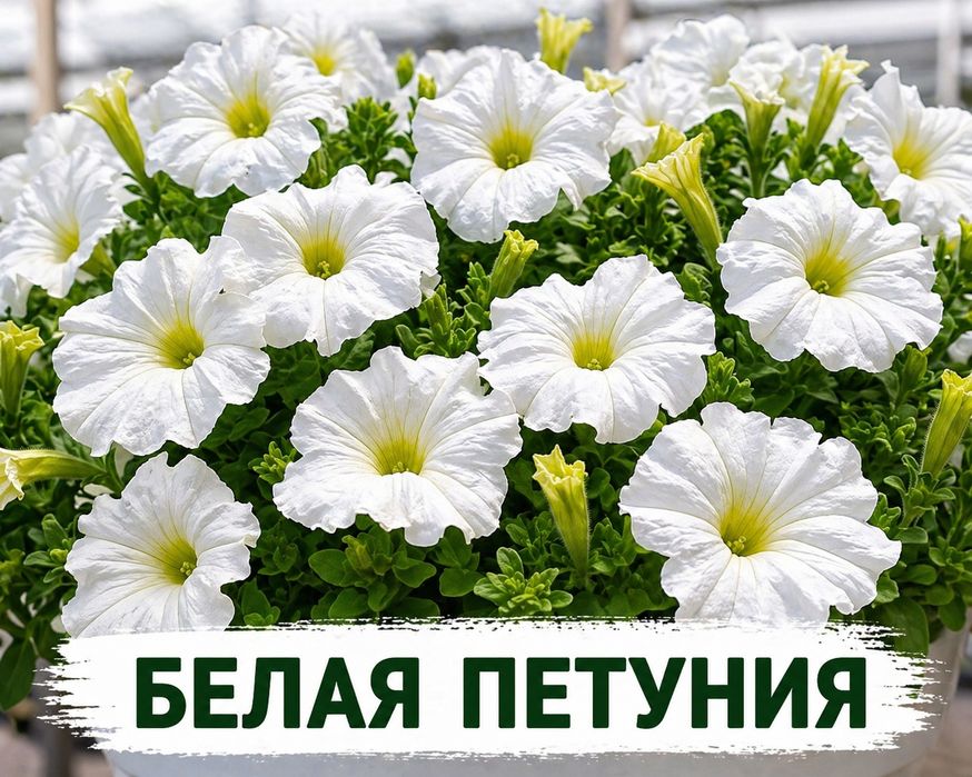 Петуний рассада!!!