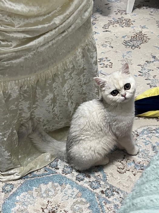 Британская шиншилла