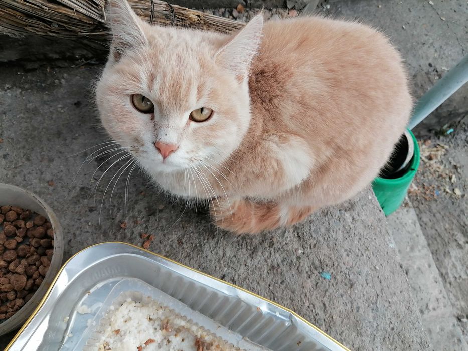 Отдаю кошек-подростков