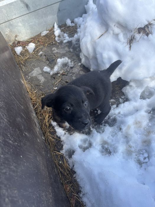 Продам щенка ягтерьера